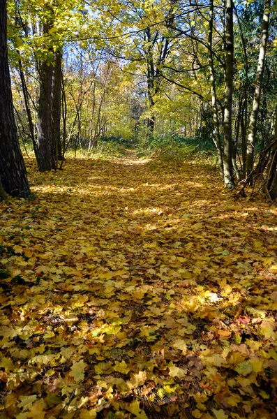 Oostenrijk Pad Door Verkleurd Loofbos Herfst Een Deel Van Wenen — Stockfoto