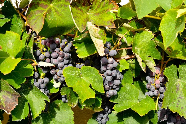 Austria Uvas Azules Viñedo —  Fotos de Stock