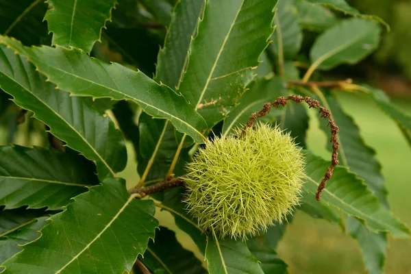 Avusturya, tatlı kestanenin dikenli kabuğu