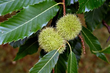 Avusturya, tatlı kestanenin dikenli kabuğu