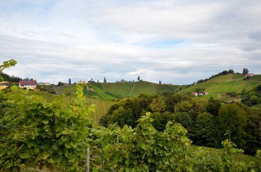 Avusturya, Leutschach etrafındaki sarp yamaçlarda bulunan üzüm bağları, Slovenya sınırındaki Styria şarap rotasında yer alan tepe manzarası Avusturya 'nın Toskana' sı olarak da bilinir.