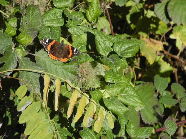 Nature Red Admiral Butterfly Clematis Bush — Stock Photo, Image
