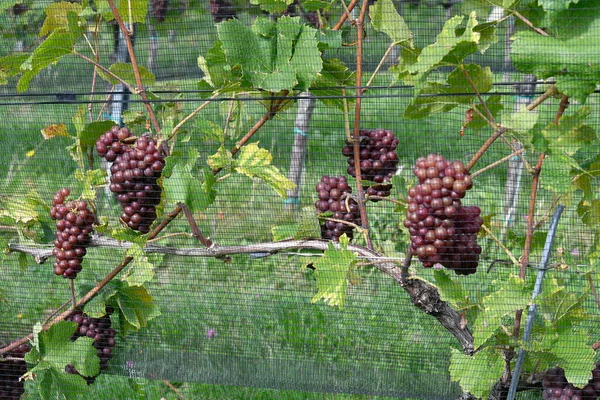 オーストリア スタイリア 鳥害から保護された網を持つブドウ — ストック写真