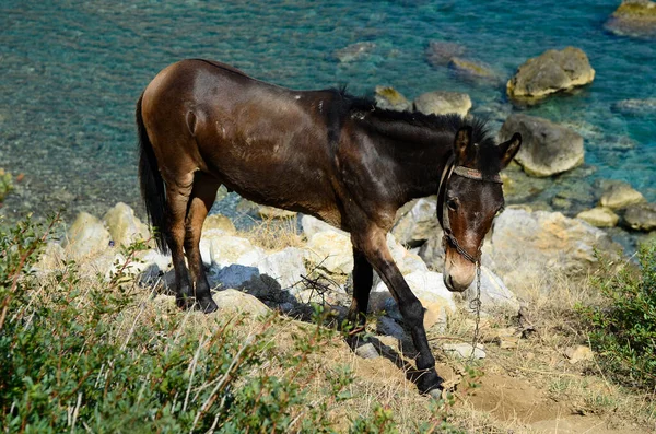 Ελλάδα Γάιδαρο Στα Βράχια Του Κάστρου Στην Σκιάθο — Φωτογραφία Αρχείου