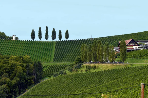 オーストリア スラム渓谷の急斜面にあるブドウ畑は スタイリッシュなワインルートにあり 丘陵地の風景はまた オーストリアのトスカーナとして知られています — ストック写真