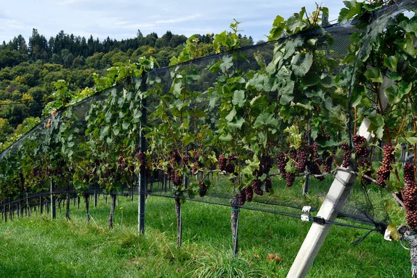 Österreich Steiermark Weinreben Mit Netzen Gegen Vogelschäden Geschützt — Stockfoto