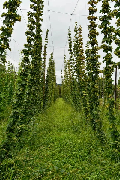 Austria Lúpulo Cultivado Tallos Principalmente Para Cervecerías —  Fotos de Stock