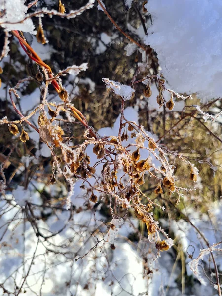 Austria Trees Plants Covered Snow Sunny Winter Day — Stockfoto