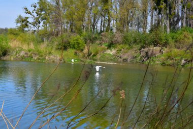 Avusturya, Oxbow Gölü ve Aşağı Avusturya 'daki Donau-Auen Ulusal Parkı' nda uçan sessiz kuğu manzarası