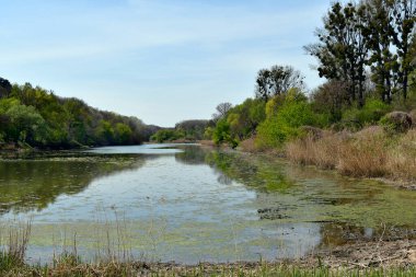 Avusturya, Aşağı Avusturya 'daki Donau-Auen Ulusal Parkı' nda öksürük gölü ve ökse otuyla kaplanmış ağaçlarla çevrili manzara