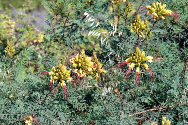 Greece, botany, yellow bird of paradise