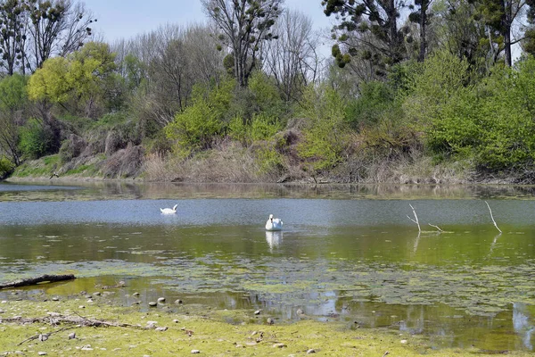 Austria Paisaje Con Dos Cisnes Mudos Lago Oxbow Árboles Infestados —  Fotos de Stock