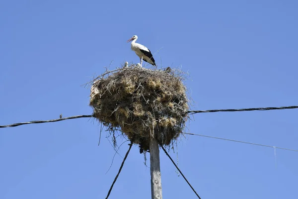 Greece Stork Nest Young Birds Wooden Power Pole — Stock Photo, Image