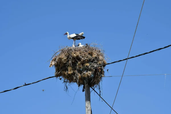 Greece Stork Nest Young Birds Wooden Power Pole — Foto de Stock