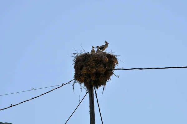 Greece Stork Nest Young Birds Wooden Power Pole — Stockfoto