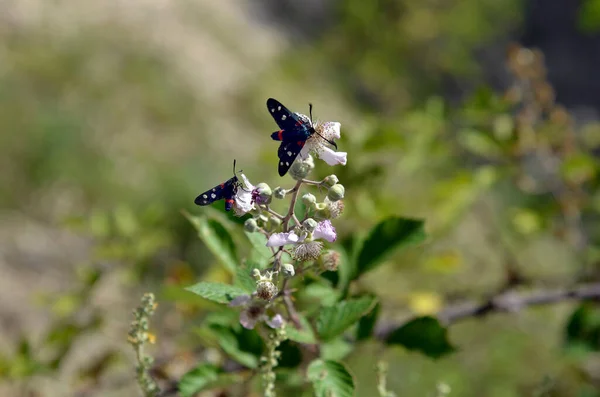 Greece Butterflies Named Nine Spotted Moth Flowers Wild Blackberry Bush — Stock Photo, Image