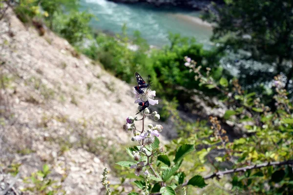 Greece, butterflies named Nine-Spotted Moth on flowers of a wild blackberry bush