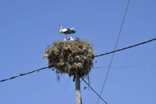 Greece Stork Nest Young Birds Wooden Power Pole — Stok fotoğraf