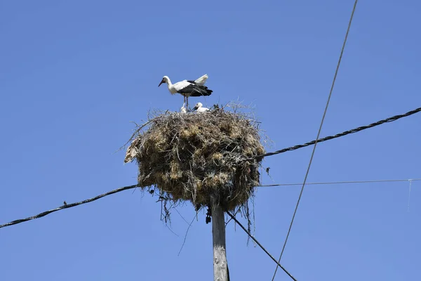 Greece Stork Nest Young Birds Wooden Power Pole — Foto de Stock