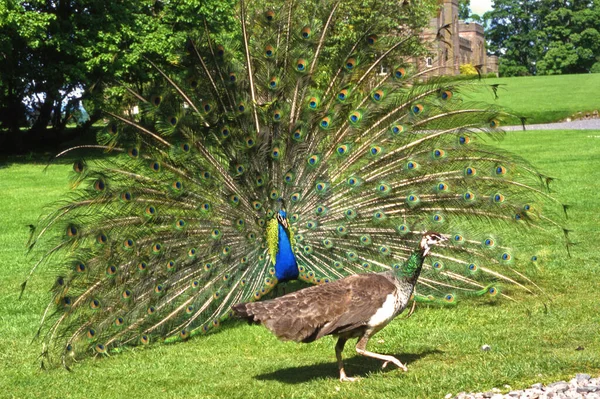 UK, male peacock flapping its wheels as a gesture for females