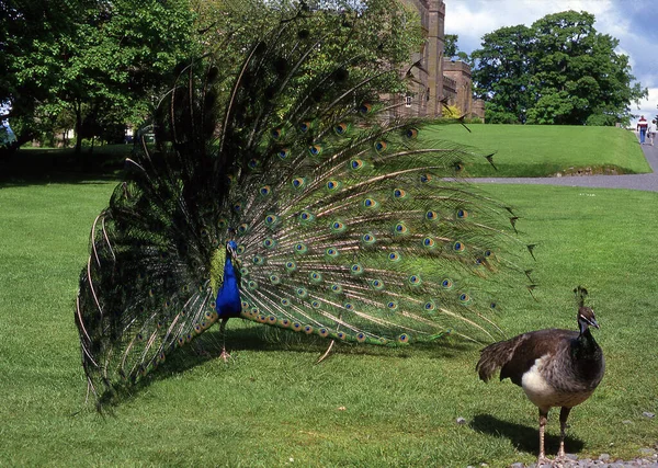 UK, male peacock flapping its wheels as a gesture for females