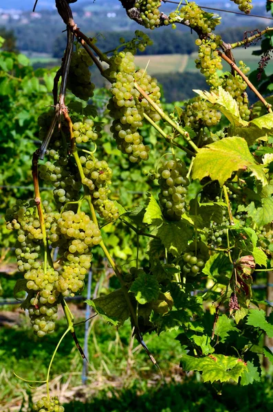 Austria Uvas Destinadas Cultivo Vid —  Fotos de Stock