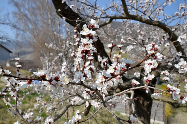 Austria Flowering Apricot Trees Unesco World Heritage Site Danube Valley — Stok fotoğraf