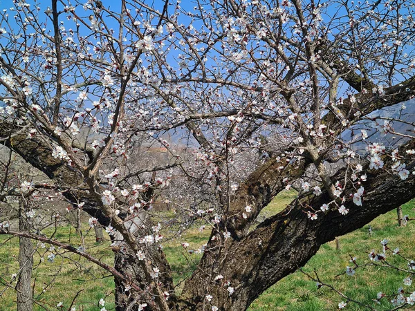 Austria Unesco World Heritage Site Danube Valley Season Beginning Apricot —  Fotos de Stock