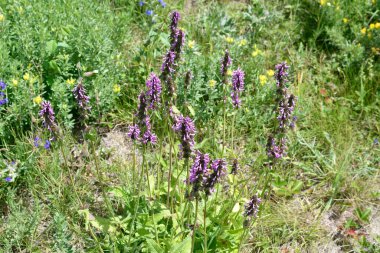 Botany, common hedgenettle plant