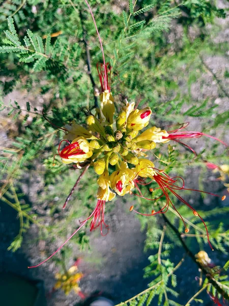 Greece Blossom Yellow Peacock Flower — Stock Fotó