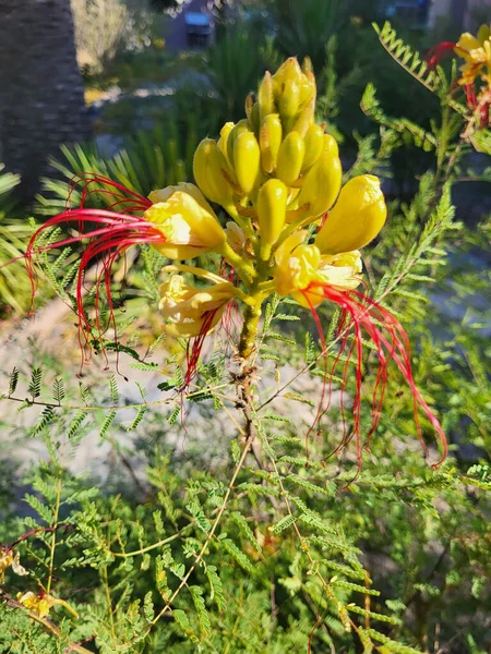 Greece Blossom Yellow Peacock Flower — 图库照片