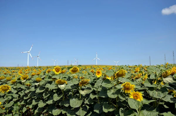 Austria Wind Turbines Sunflower Field Alternative Environmental Protection Energy Production — Stok fotoğraf