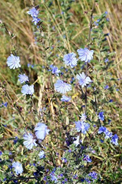 Austria Flowering Chicory Plant — Stock fotografie