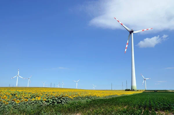 Austria Wind Turbines Sunflower Field Alternative Environmental Protection Energy Production — Foto de Stock