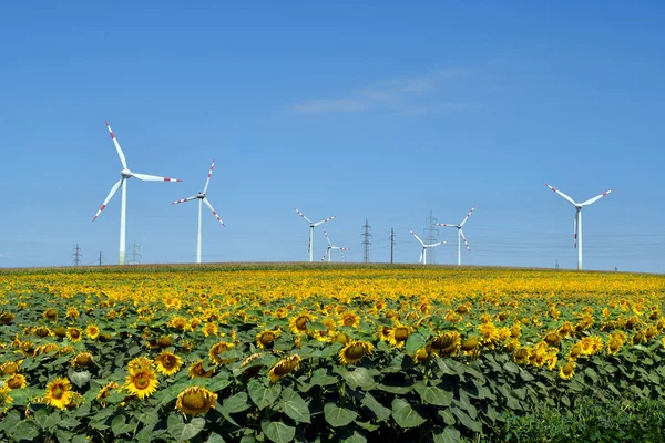 Austria Wind Turbines Sunflower Field Alternative Environmental Protection Energy Production — Stock Photo, Image