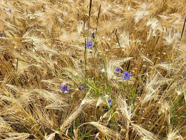 Austria Field Ripe Ears Rye Ready Harvested Some Cornflowers Agricultural — 图库照片