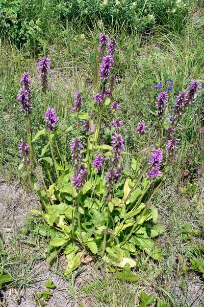 Botany Common Hedge Nettle Plant Used Herbal Medicine — Stockfoto