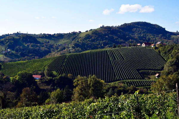 Austria Viticultura Viñas Plantadas Hileras Zona Montañosa Kitzeck Sausal Región — Foto de Stock