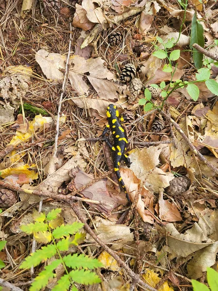 Austria Fire Salamander Forest Floor — Stock Photo, Image