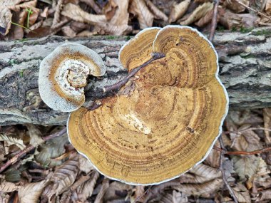 Ağaç mantarı ölü ağaçta büyüyor.