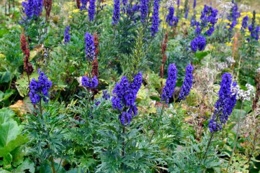 Monkshood çiçeği (Aconitum napellus), Avrupa 'nın en zehirli bitkilerindendir.