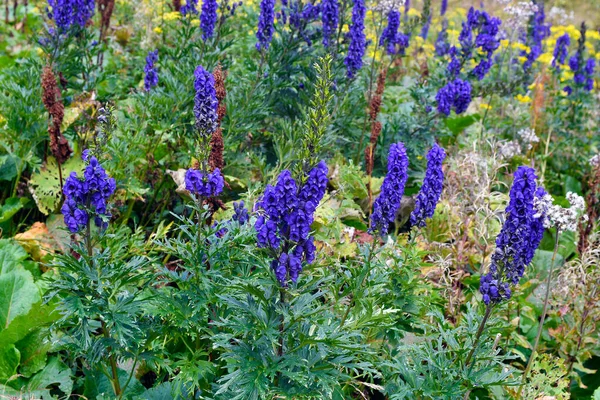 Flor Del Monje Aconitum Napellus Una Las Plantas Más Venenosas —  Fotos de Stock