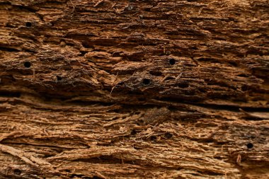 Koyu kahverengi ahşap yüzey meşe rengi. Desen alanı için deseni böl ve tasarım arka planında kopyala