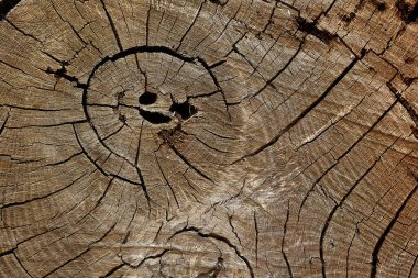 Koyu kahverengi ahşap yüzey meşe rengi. Desen alanı için deseni böl ve tasarım arka planında kopyala