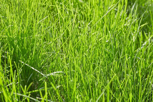 Erba verde texture sfondo Vista superiore di erba brillante giardino Idea concetto utilizzato per fare sfondo verde, prato per l'allenamento campo da calcio, Erba campi da golf verde prato modello strutturato sfondo. — Foto Stock