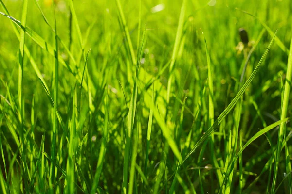 Green Grass Texture Background Green Lawn Pattern Textured Background — Foto Stock