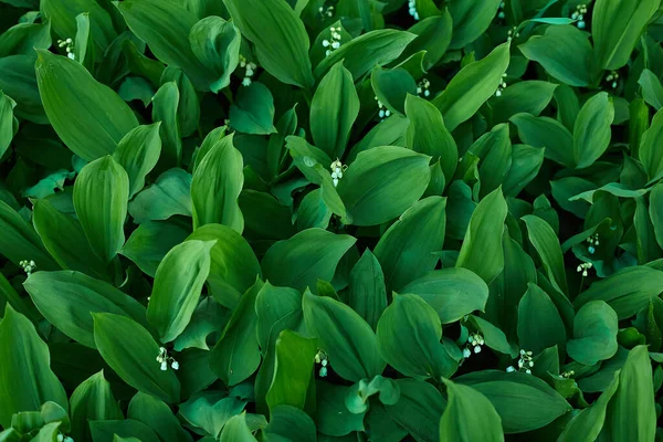 Gigli Della Vallata Mughetto Fiori Primaverili — Foto Stock