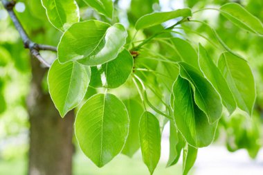 kopya alanı ile yeşil yaprakları sınır