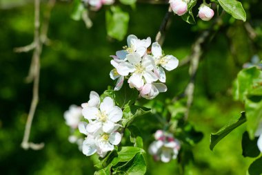 Güzel çiçek açan elma ağaçlarının bahar Parkı yakın çekim