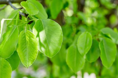 kopya alanı ile yeşil yaprakları sınır